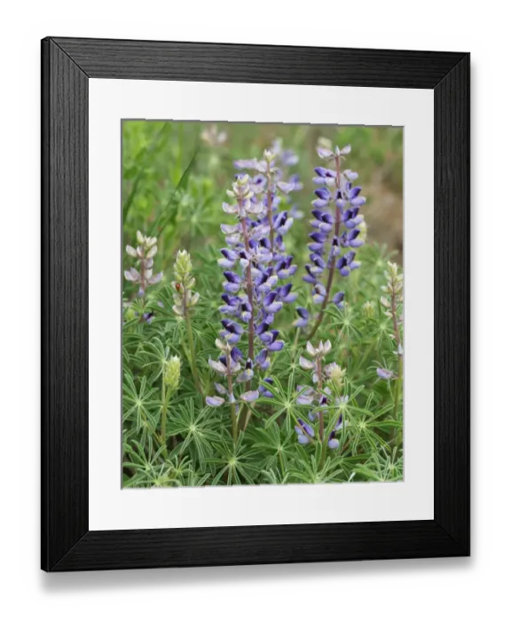 Framed Print : Tailcup Lupine, Lupinus argenteus, Cerrososo Canyon, New Mexico Framed Print : Tailcup Lupine, Lupinus argenteus, Cerrososo Canyon, New Mexico