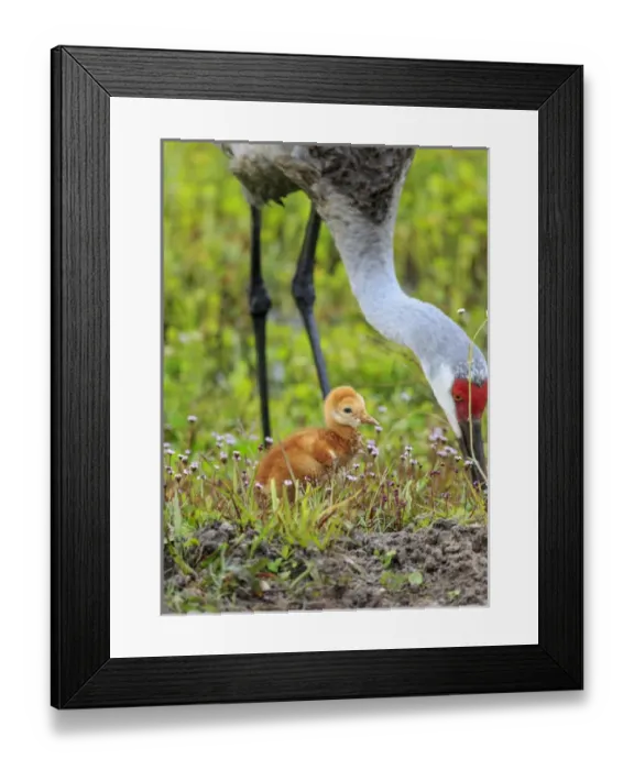 Framed Print : Sandhill crane with first colt out foraging, Grus canadensis, Florida, wild Framed Print : Sandhill crane with first colt out foraging, Grus canadensis, Florida, wild
