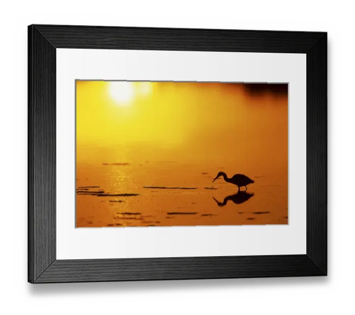 Framed Print : Little Blue Heron (Egretta caerulea) at sunset J. N. Ding Darling NWR, Florida Framed Print : Little Blue Heron (Egretta caerulea) at sunset J. N. Ding Darling NWR, Florida