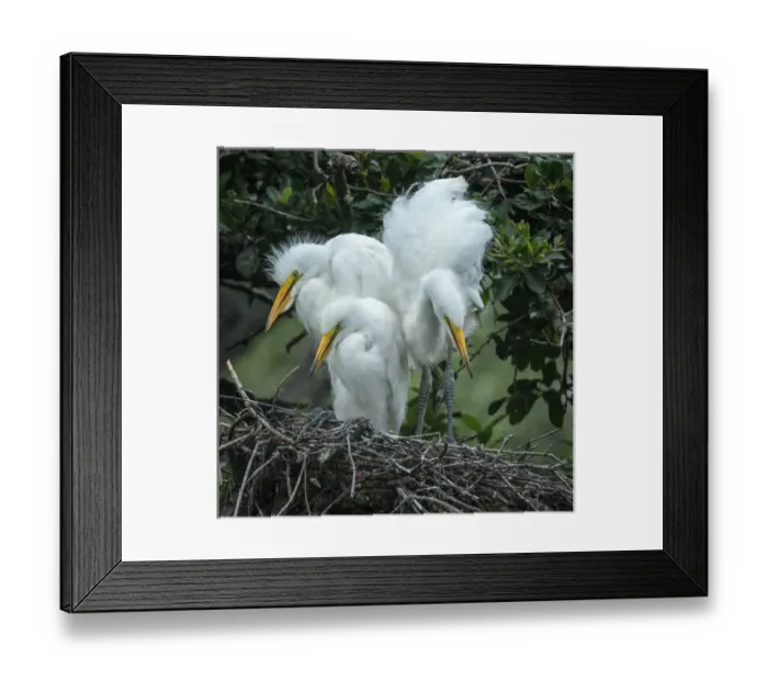 Framed Print : USA, Alligator Farm Zoological Park, St. Augustine, Florida