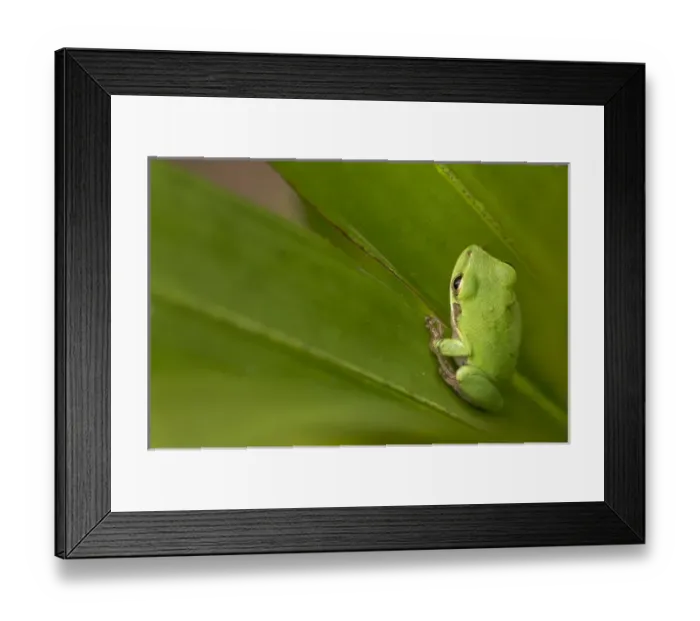 Framed Print : Squirrel tree frog, Everglades National Park, Florida Framed Print : Squirrel tree frog, Everglades National Park, Florida