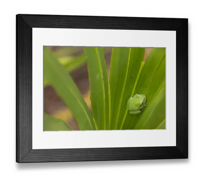 Framed Print : Squirrel tree frog in palmetto, Everglades National Park, Florida