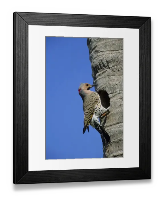 Framed Print : Northern Flicker (Colaptes auratus) male at nest cavity, Florida