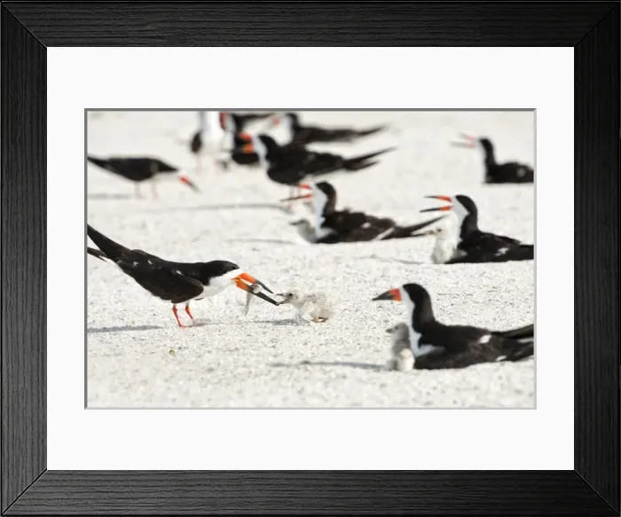 Framed Print : Black skimmer feeding chick Framed Print : Black skimmer feeding chick