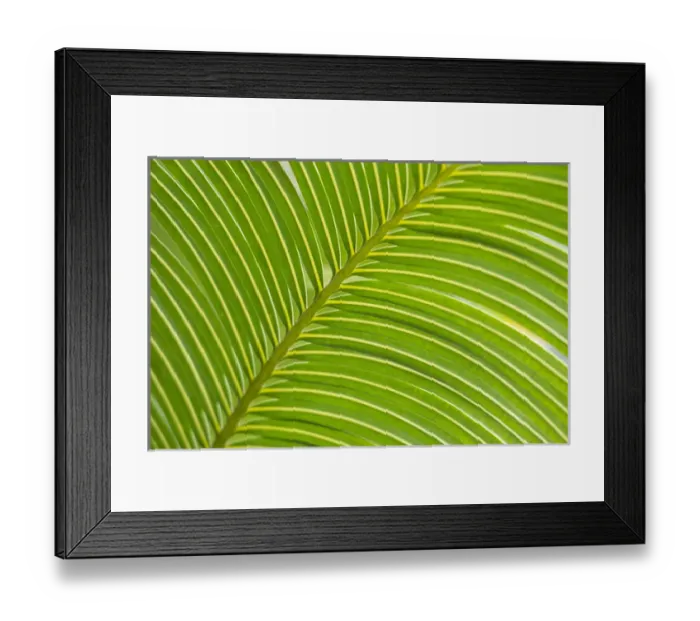 Framed Print : Palm frond diagonal