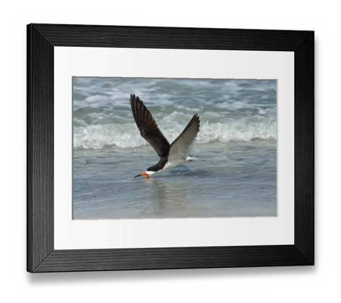 Framed Print : Black skimmer feeding in water flying Framed Print : Black skimmer feeding in water flying