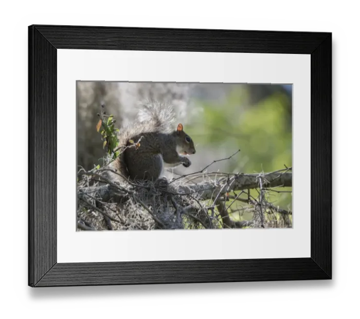 Framed Print : Squirrel eating in an oak tree