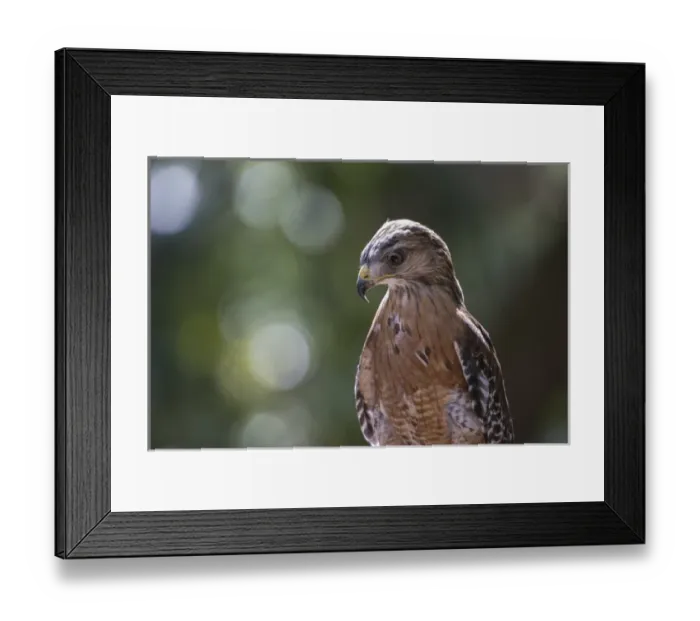 Framed Print : Portrait of a perched hawk with intense gaze against green background Framed Print : Portrait of a perched hawk with intense gaze against green background
