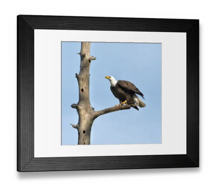 Framed Print : A Bald Eagle prepares to leap into flight Framed Print : A Bald Eagle prepares to leap into flight