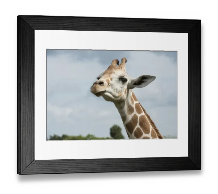Framed Print : A close up of Giraffe against cloudy sky Framed Print : A close up of Giraffe against cloudy sky