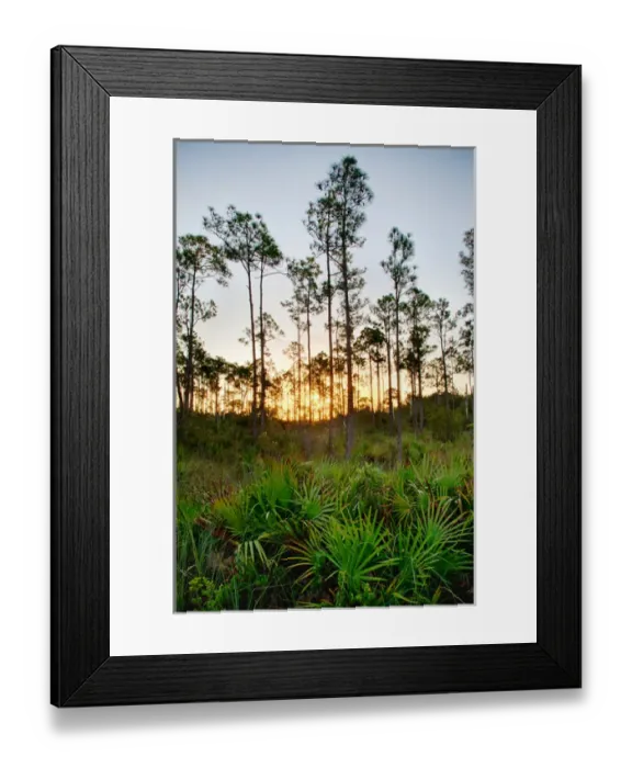 Framed Print : North America; USA; Florida; Everglades National Park; Sunrise in Mahogany Hammock Framed Print : North America; USA; Florida; Everglades National Park; Sunrise in Mahogany Hammock