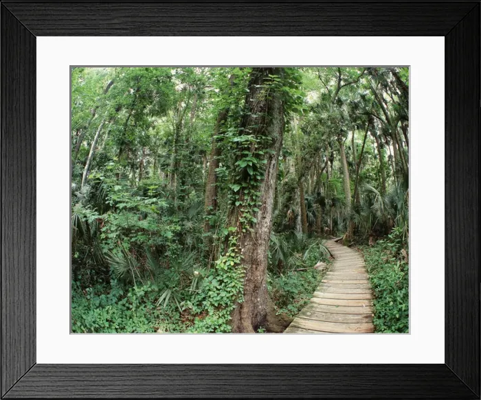 Framed Print : USA, Florida, View of Ocala National Forest Framed Print : USA, Florida, View of Ocala National Forest