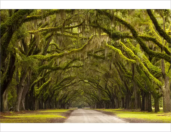 USA; Georgia; Savannah; Oak lined drive at Wormsloe Plantation