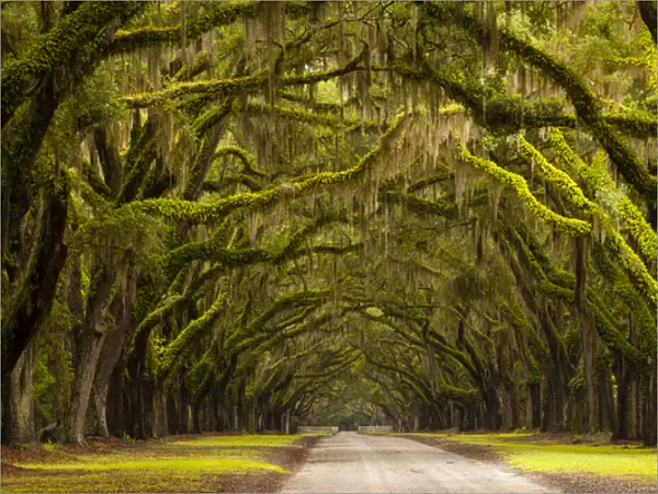 USA; Georgia; Savannah; Oak lined drive at Wormsloe Plantation
