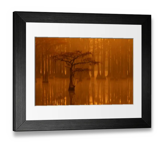 Framed Print : USA; Georgia; Fall cypress trees in the fog at George Smith State Park Framed Print : USA; Georgia; Fall cypress trees in the fog at George Smith State Park
