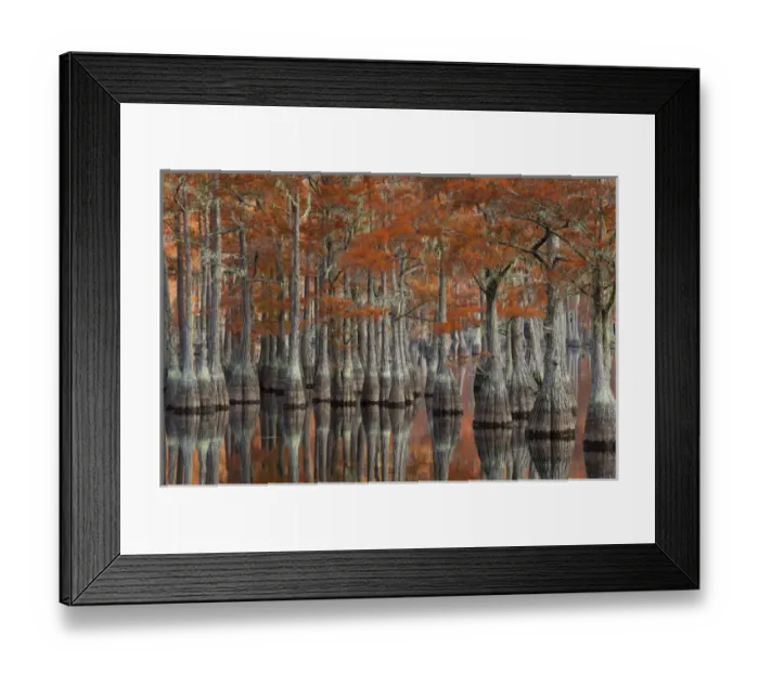 Framed Print : USA; Georgia; Fall cypress trees at George Smith State Park Framed Print : USA; Georgia; Fall cypress trees at George Smith State Park