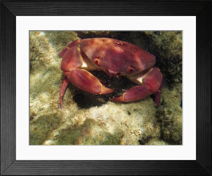 Framed Print : USA, Hawaii, Oahu, Hanauma Bay Nature Preserve - Convex Crab ( Carpilius convexus Framed Print : USA, Hawaii, Oahu, Hanauma Bay Nature Preserve - Convex Crab ( Carpilius convexus