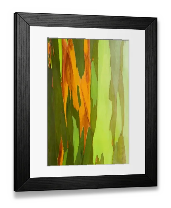 Framed Print : Rainbow Eucalyptus bark (Eucalyptus deglupta - Mindanao Gum), Island of Kauai, Hawaii USA
