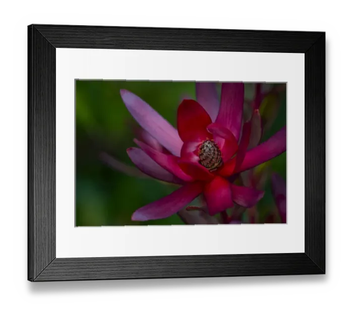Framed Print : Native Hawaiian wildflower Protea, Safari Sunset