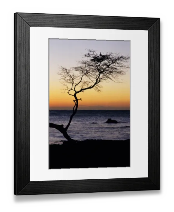 Framed Print : USA, Hawaii. Tree silhouette at twilight. Credit as: Marie Bush / Jaynes Gallery / DanitaDelimont Framed Print : USA, Hawaii. Tree silhouette at twilight. Credit as: Marie Bush / Jaynes Gallery / DanitaDelimont