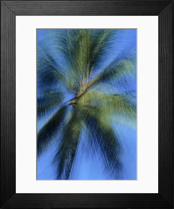 Framed Print : USA, Hawaii. Palm tree montage. Credit as: Marie Bush / Jaynes Gallery / DanitaDelimont Framed Print : USA, Hawaii. Palm tree montage. Credit as: Marie Bush / Jaynes Gallery / DanitaDelimont