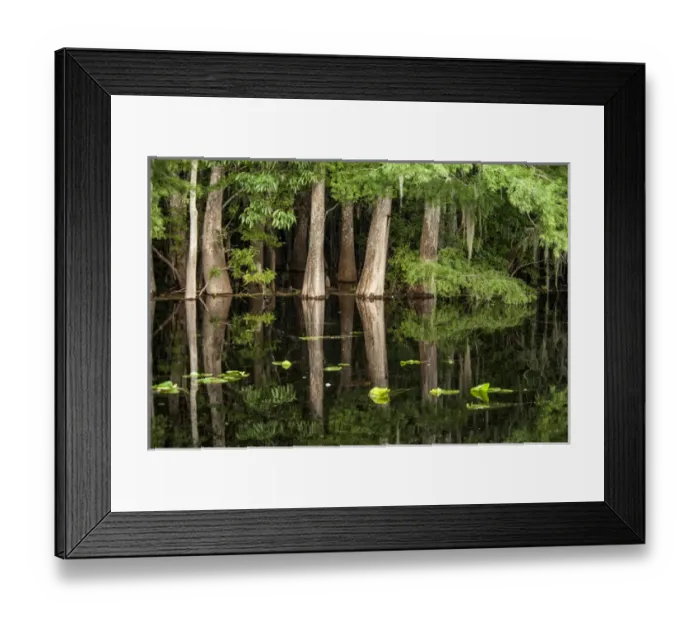 Framed Print : Cypress trees in Suwanee River with reflection Framed Print : Cypress trees in Suwanee River with reflection