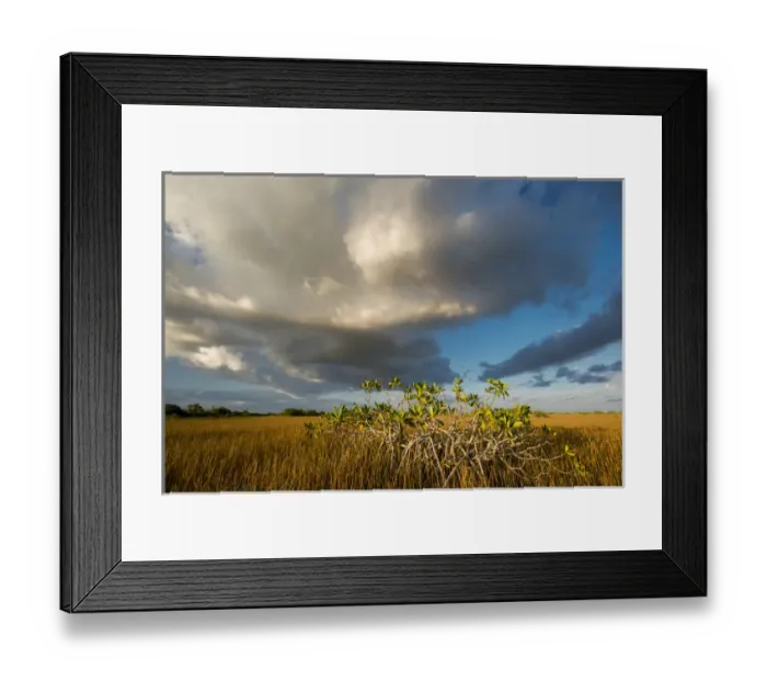 Framed Print : North America, Florida, Sunset on Red Mangroves (Rhizophora mangle) in Everglades Framed Print : North America, Florida, Sunset on Red Mangroves (Rhizophora mangle) in Everglades