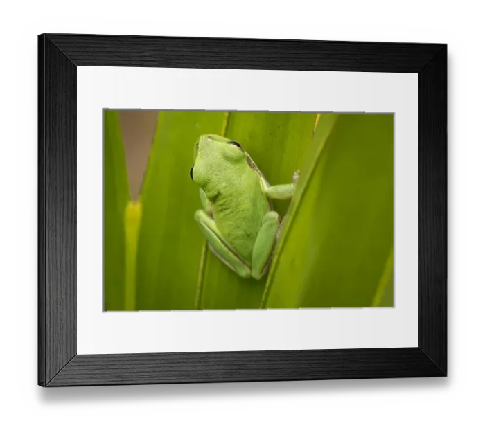 Framed Print : Squirrel tree frog in palmetto, Everglades National Park, Florida