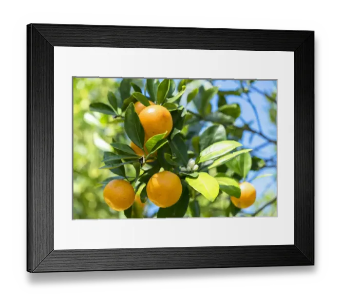 Framed Print : USA, Florida, detail of orange tree