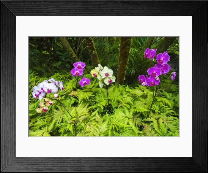 Framed Print : Orchids at the Hawaii Tropical Botanical Garden, Hamakua Coast, The Big Island, Hawaii