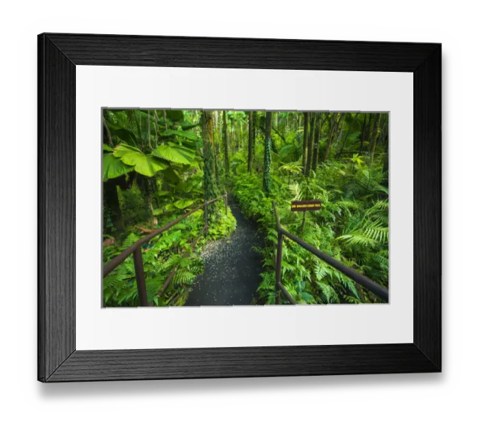 Framed Print : Jungle trail at Hawaii Tropical Botanical Garden, Hamakua Coast, The Big Island Framed Print : Jungle trail at Hawaii Tropical Botanical Garden, Hamakua Coast, The Big Island