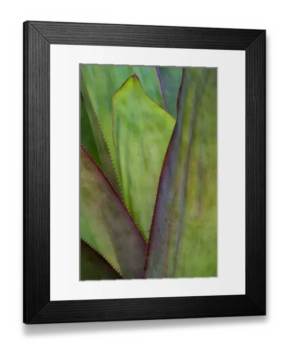 Framed Print : North America, USA, Florida, Agave (Agave sp. ) detail Framed Print : North America, USA, Florida, Agave (Agave sp. ) detail