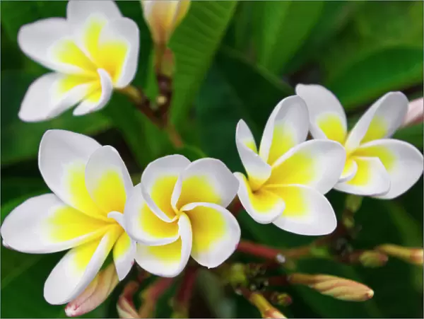 Plumeria flowers, Island of Kauai, Hawaii