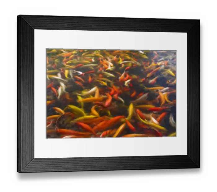 Framed Print : Koi pond, Island of Kauai, Hawaii USA Framed Print : Koi pond, Island of Kauai, Hawaii USA