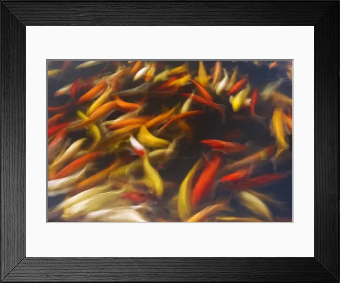 Framed Print : Koi pond, Island of Kauai, Hawaii USA Framed Print : Koi pond, Island of Kauai, Hawaii USA
