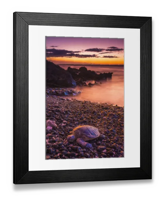 Framed Print : Hawaiian green sea turtle on a lava beach at sunset, Kohala Coast, The Big Island, Hawaii Framed Print : Hawaiian green sea turtle on a lava beach at sunset, Kohala Coast, The Big Island, Hawaii