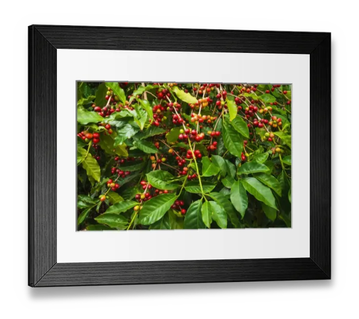 Framed Print : Red Kona coffee cherries on the vine, Captain Cook, The Big Island, Hawaii USA
