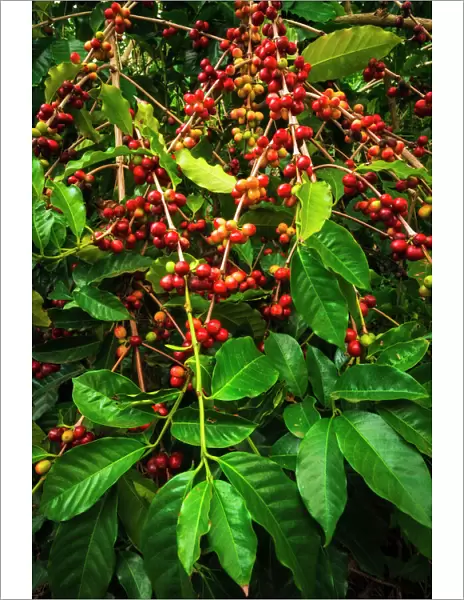 Red Kona coffee cherries on the vine, Captain Cook, The Big Island, Hawaii USA