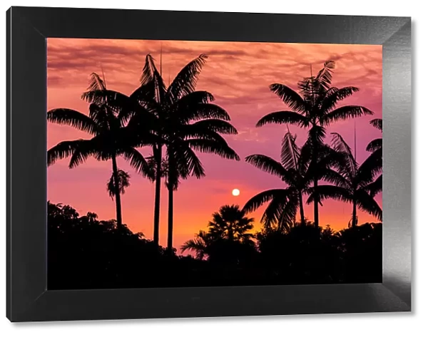 Sunset through silhouetted palm trees, Kona Coast, The Big Island, Hawaii