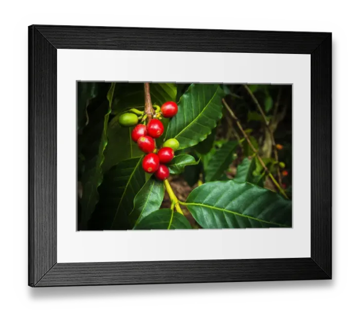 Framed Print : Red Kona coffee cherries on the vine, Captain Cook, The Big Island, Hawaii USA Framed Print : Red Kona coffee cherries on the vine, Captain Cook, The Big Island, Hawaii USA