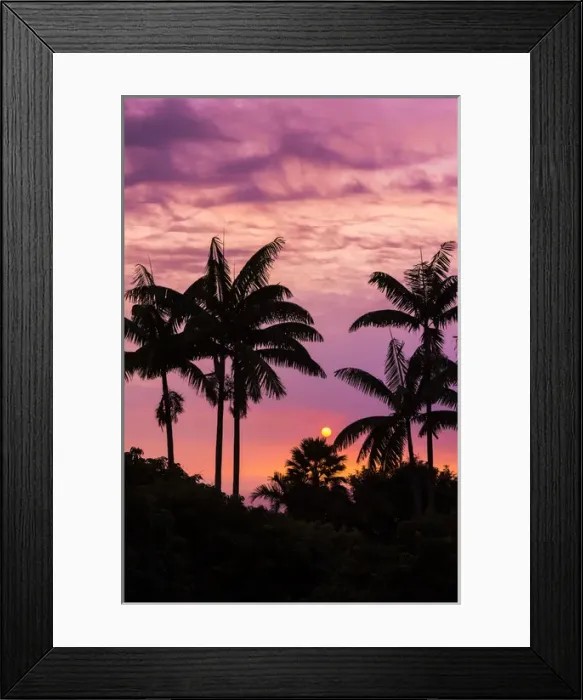 Framed Print : Sunset through silhouetted palm trees, Kona Coast, The Big Island, Hawaii USA Framed Print : Sunset through silhouetted palm trees, Kona Coast, The Big Island, Hawaii USA