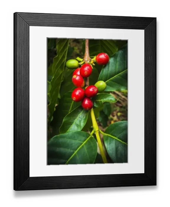 Framed Print : Red Kona coffee cherries on the vine, Captain Cook, The Big Island, Hawaii USA Framed Print : Red Kona coffee cherries on the vine, Captain Cook, The Big Island, Hawaii USA