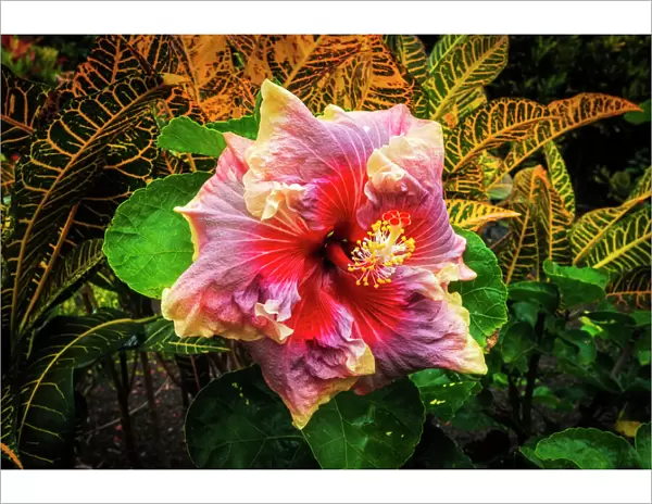 Hibiscus flower in the Galaxy Garden, Paleaku Gardens Peace Sanctuary, Kona Coast
