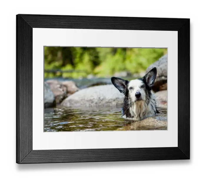 Framed Print : Happy Dog in Hot Springs, Jerry Johnson Hot Springs, Idaho Framed Print : Happy Dog in Hot Springs, Jerry Johnson Hot Springs, Idaho