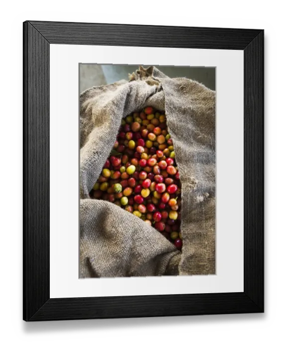 Framed Print : Harvested coffee cherries in a burlap sack, Kona Coast, The Big Island, Hawaii USA