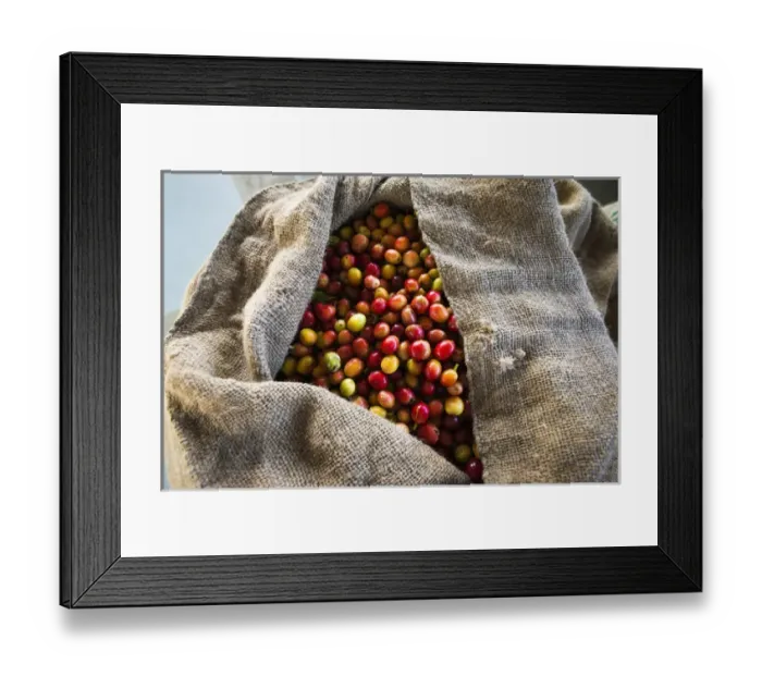 Framed Print : Harvested coffee cherries in a burlap sack, Kona Coast, The Big Island, Hawaii USA Framed Print : Harvested coffee cherries in a burlap sack, Kona Coast, The Big Island, Hawaii USA