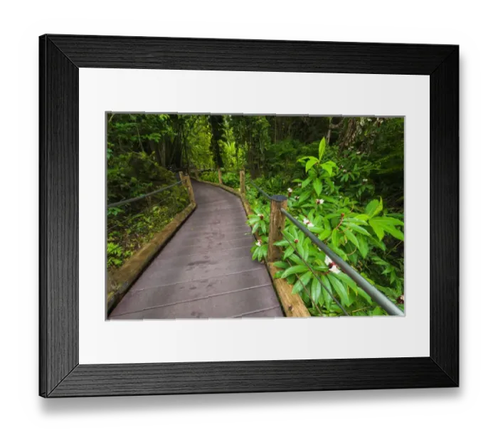 Framed Print : Trail at the Hawaii Tropical Botanical Garden, Hamakua Coast, The Big Island, Hawaii USA Framed Print : Trail at the Hawaii Tropical Botanical Garden, Hamakua Coast, The Big Island, Hawaii USA