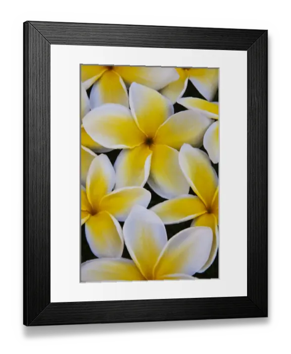 Framed Print : USA; Hawaii; Oahu; Plumeria flowers in bloom Framed Print : USA; Hawaii; Oahu; Plumeria flowers in bloom