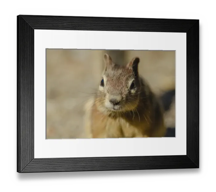 Framed Print : Campground Beggar, Golden Mantled Ground Squirrel Framed Print : Campground Beggar, Golden Mantled Ground Squirrel