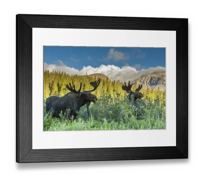 Framed Print : USA, Colorado, Arapaho National Forest. Two male moose grazing on bushes. Credit as Framed Print : USA, Colorado, Arapaho National Forest. Two male moose grazing on bushes. Credit as